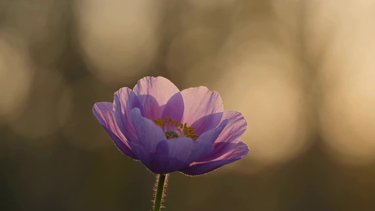 En enkelt lilla valmue springer ud i fuldt flor og holder sig stabil i varmt gyldent modlys, viser lagdelte gennemsigtige kronblade, synlige årer, gule støvdragere, blød sløring og en elegant isoleret blomst.