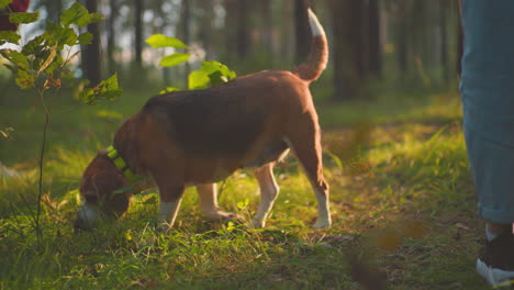 partial view of a person in jeans standing beside a dog wearing a collar in serene forest setting, dog curiously sniffs foliage, while warm sunlight filters through trees, with warm glow around