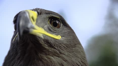 Eagle,-hawk-close-up-with-a-honorable-face-of-American-flag