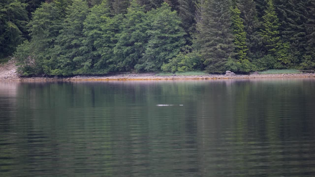 Whale Watching in Sitka, Alaska. Humpback whale surfacing to breathe.