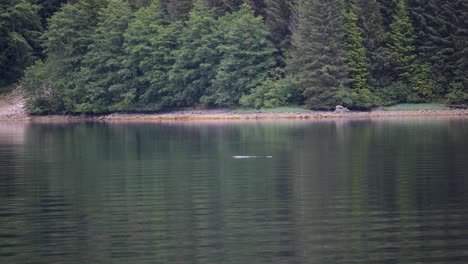 whale watching in sitka, alaska. humpback whale surfacing to breathe.