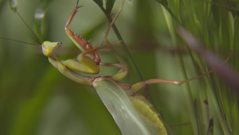 praying mantis resting on leaves -close up