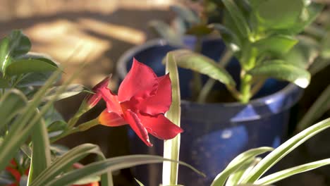 flor roja 4k 50fps