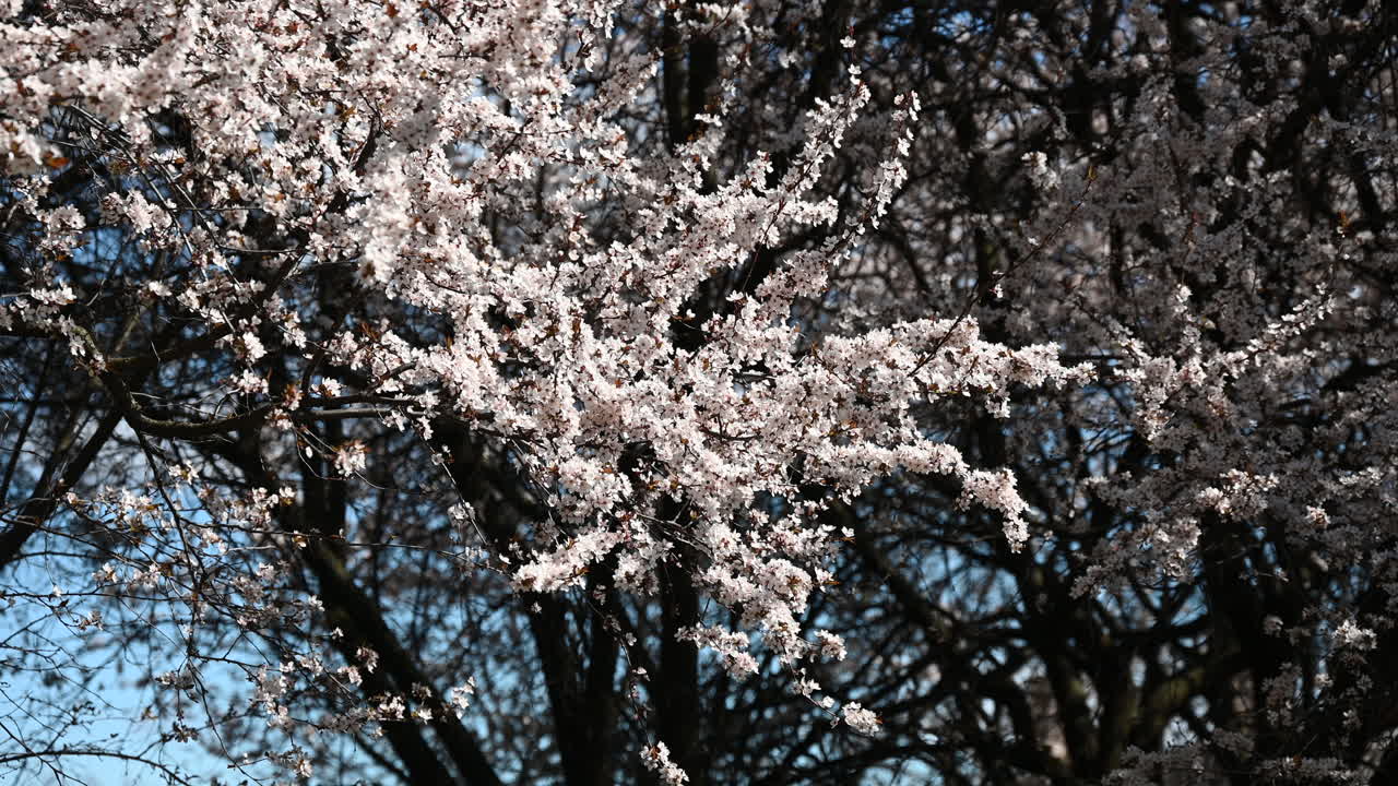 Sunlit cherry blossom branches against dark trees