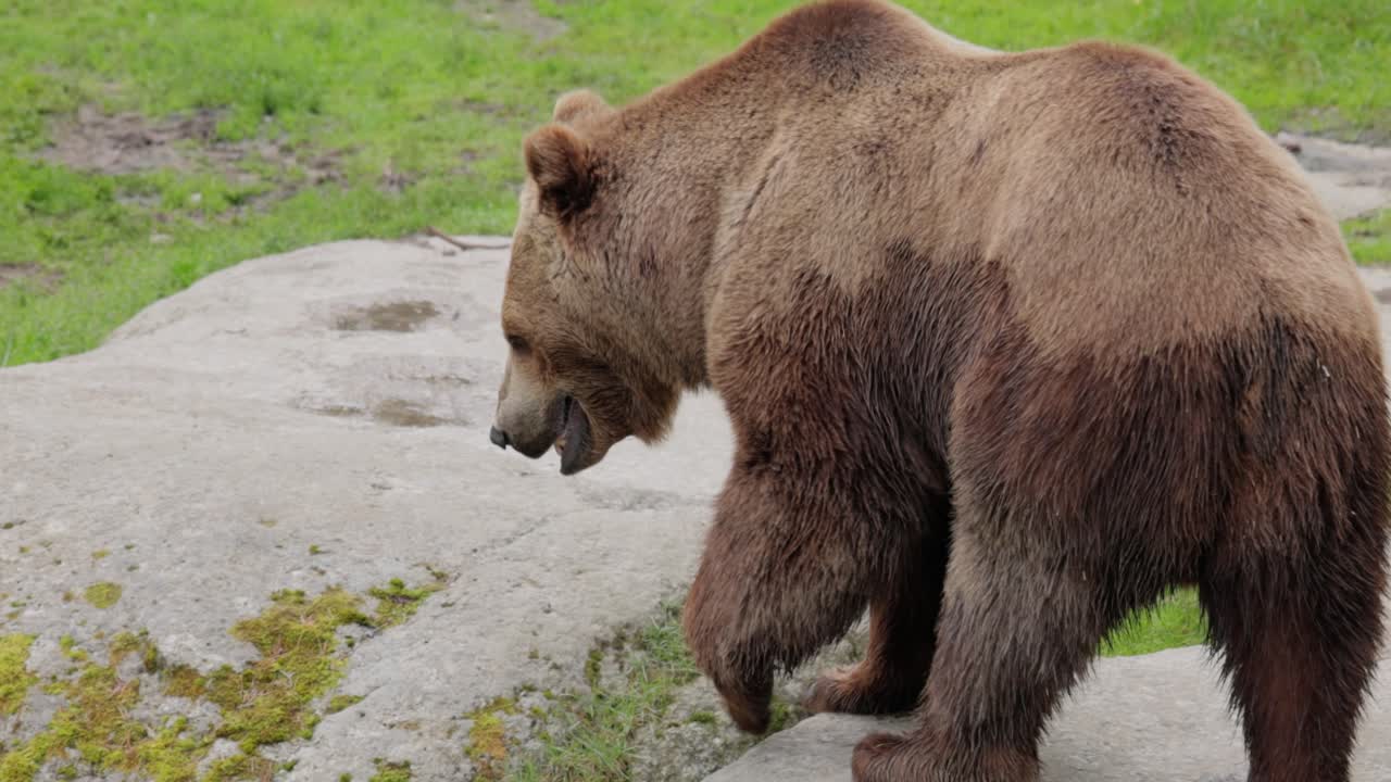 L'orso bruno (Ursus arctos) in natura selvaggia è un orso che si trova in gran parte dell'Eurasia settentrionale e del Nord America. In Nord America, le popolazioni di orsi bruni sono spesso chiamate orsi grizzly.