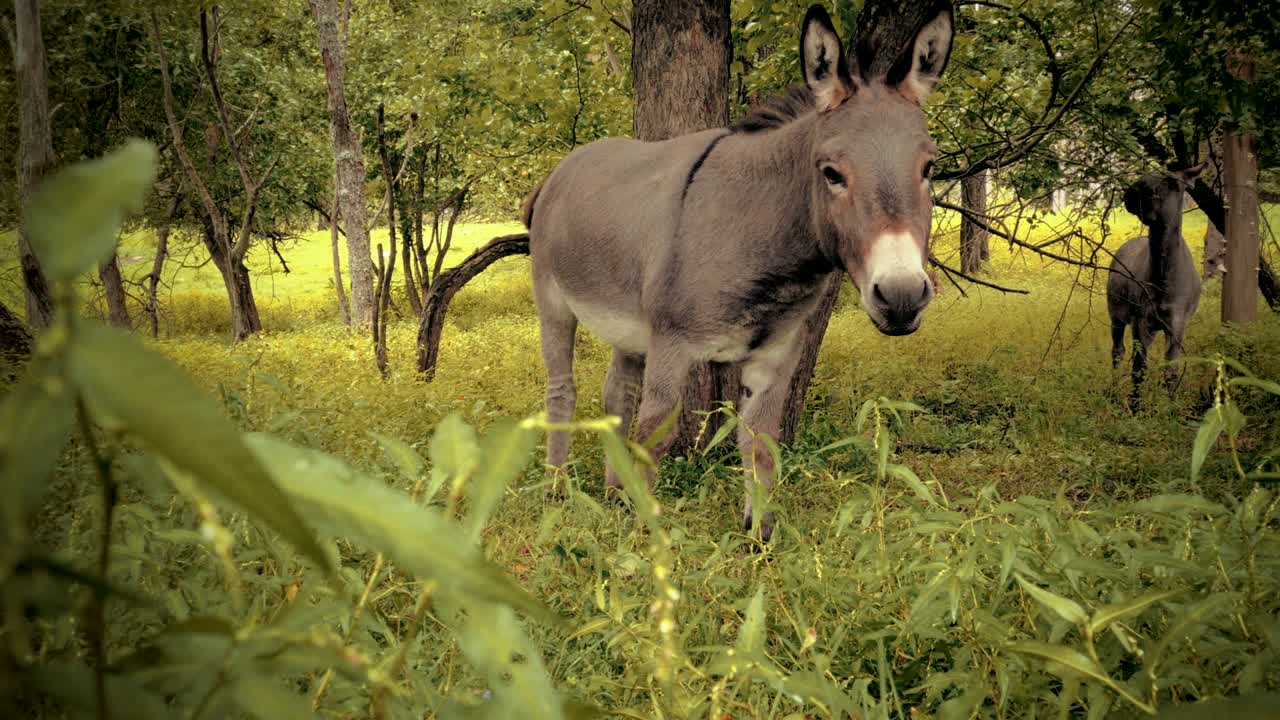 un burro en miniatura mirando a la cámara.