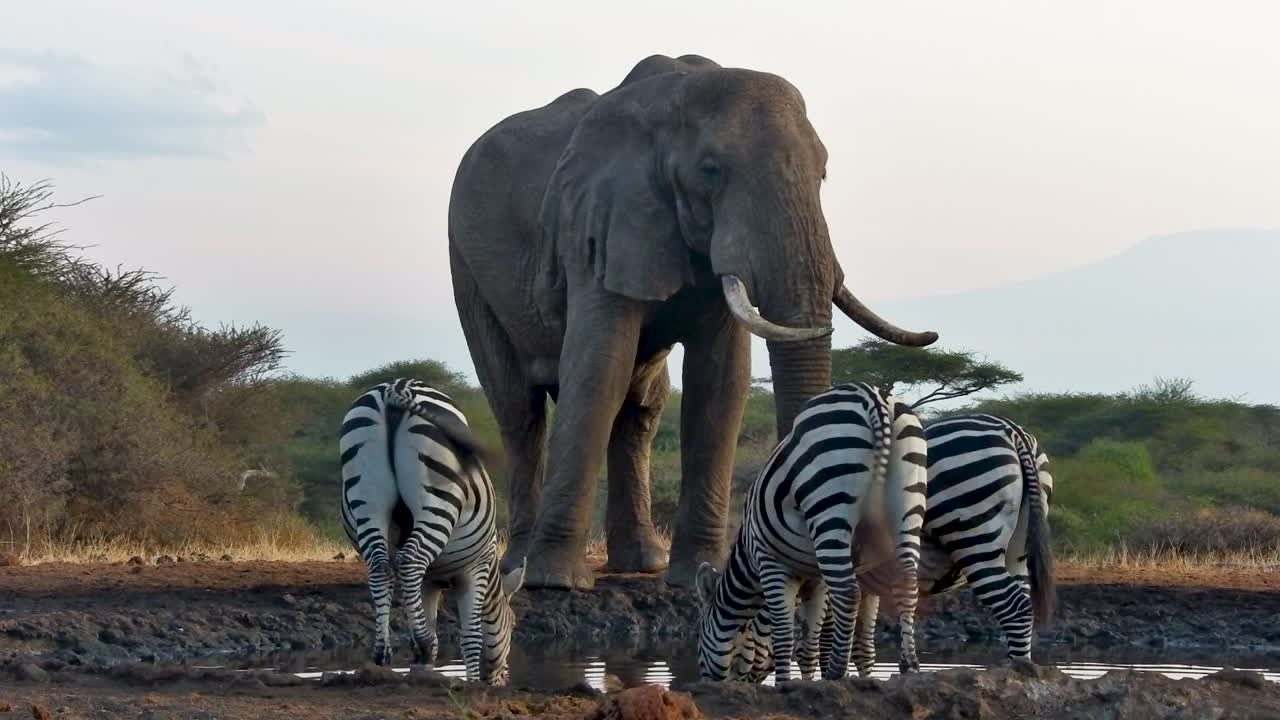 A large bull elephant watches over zebras drinking at a watering hole in the African savanna