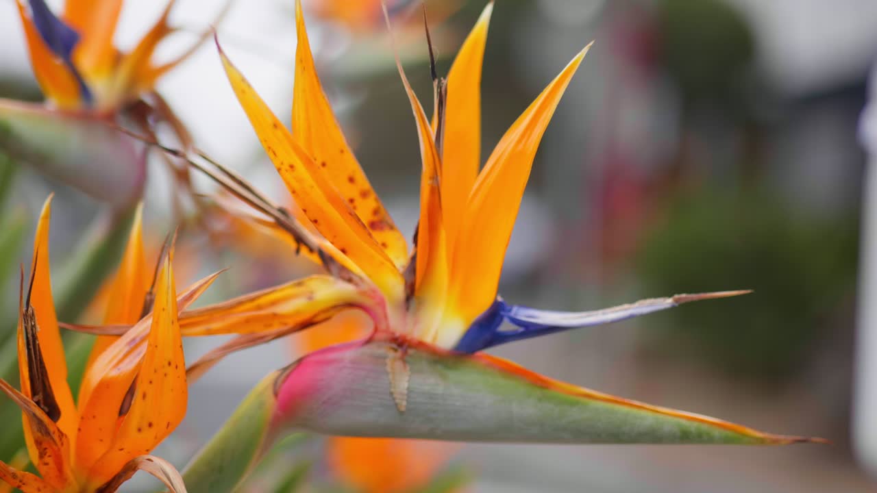 Vibrant Bird of Paradise flower in full bloom, showcasing bright orange and blue petals, set against lush green foliage in tropical sunlight