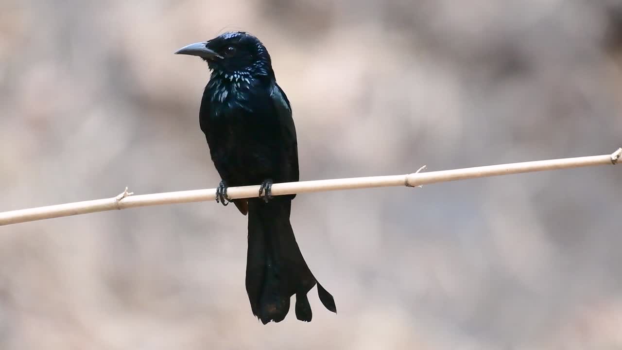 el drongo con cresta de pelo o es un ave en asia de la familia dicruridae que era conespecífico con dicrurus bracteatus o drongo con lentejuelas en el que puede ser difícil diferenciar entre sí