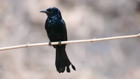 El-Drongo-Con-Cresta-De-Pelo-O-Es-Un-Ave-En-Asia-De-La-Familia-Dicruridae-Que-Era-Conespecífico-Con-Dicrurus-Bracteatus-O-Drongo-Con-Lentejuelas-En-El-Que-Puede-Ser-Difícil-Diferenciar-Entre-Sí