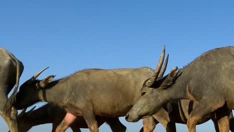 Bangladesh-Buffalo-migrating-walking-against-blue-sky