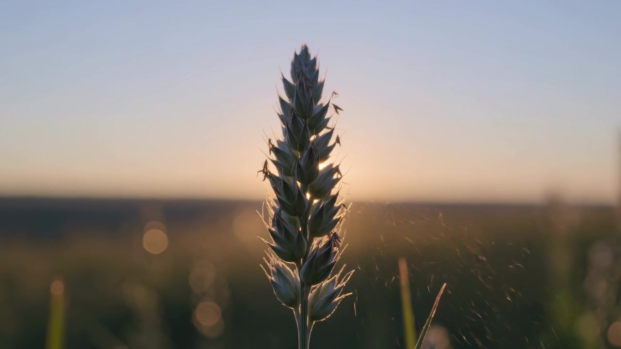 Spiga di grano luminosa che ondeggia in un campo aperto mentre il sole cala intensificando la luce di contorno, con polline che si disperde