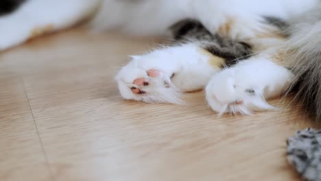 pet cat, domestic animal close up to adorable fluffy paws