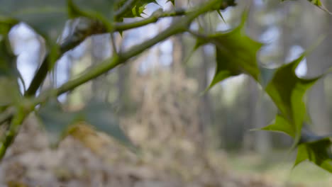 Green-leaves-of-a-plant