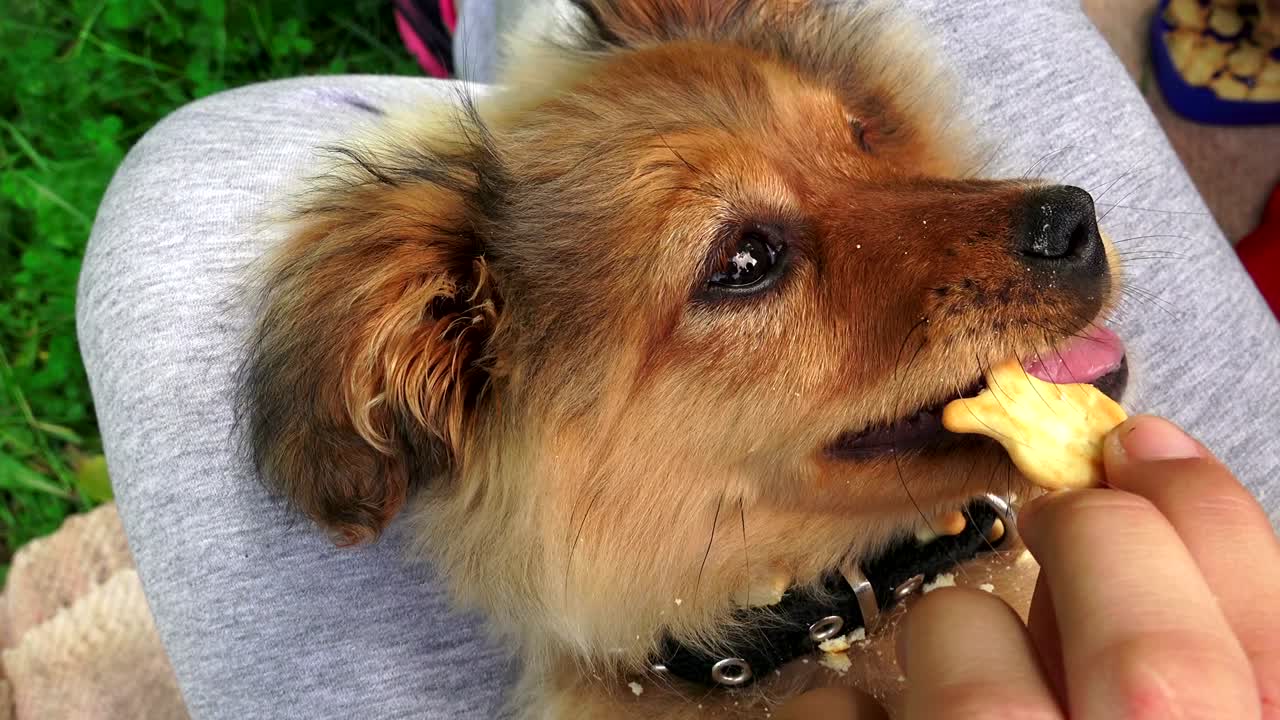 재미있는 작은 개, 강아지 놀이, 간식을 먹는