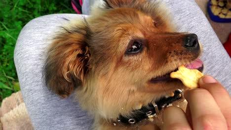 un perro gracioso, un cachorro jugando, comiendo bocadillos.