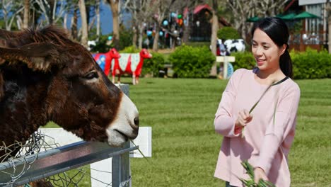 mujer asiática y burros en una granja.