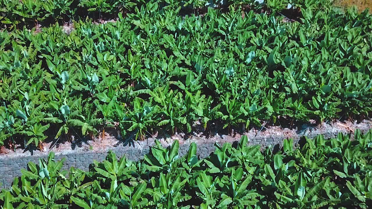 plantación de cultivo de plátanos en la isla de madeira, en la cresta de la montaña - tiro aéreo inclinado