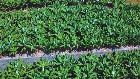 plantación de cultivo de plátanos en la isla de madeira, en la cresta de la montaña - tiro aéreo inclinado