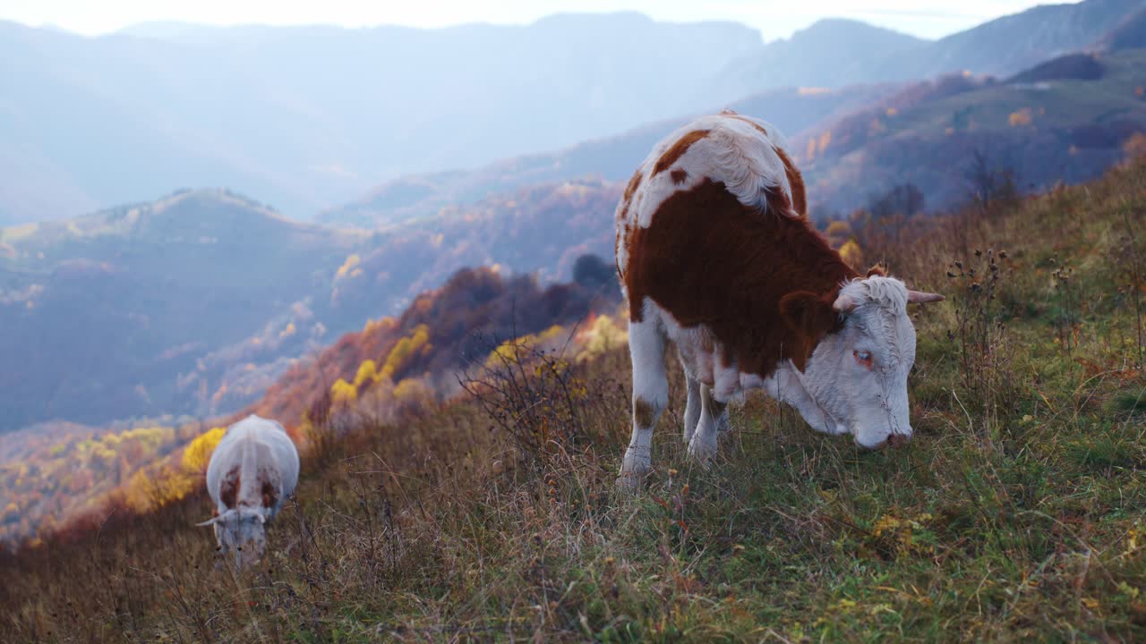 Een statische, medium shot van twee bruine en witte koeien die vredig grazen in een hooggelegen, bergachtig grasland. De majestueuze achtergrond toont vage blauwe heuvels en herfstbladeren