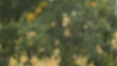 Rain-drops-falling-on-blurred-background