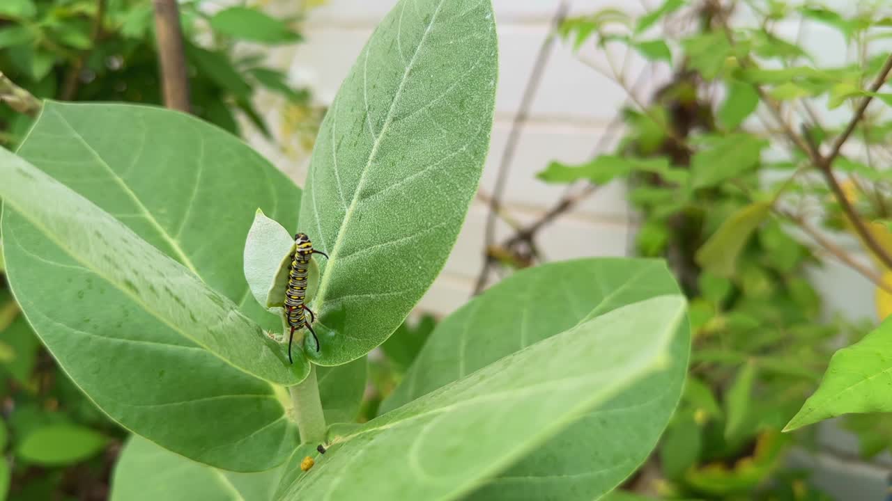 Closeup of a black, yellow, and white striped monarch butterfly's caterpillar resting on a large, fuzzy green leaf of a milkweed plant