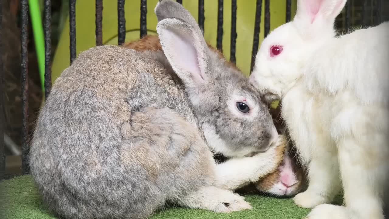 케이지에 인 토끼