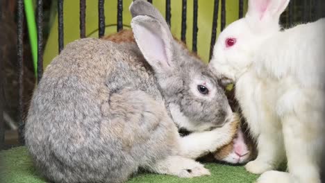 rabbits in a cage