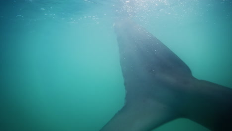 A-shark,-with-its-distinct-fin-and-steely-gaze,-cruises-the-serene,-blue-green-abyss-near-a-diver's-cage-off-the-coast-of-Cape-Town,-South-Africa