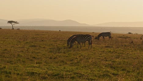 slow motion of zebra herd grazing savanna, africa animals on wildlife safari in masai mara in kenya at maasai mara, beautiful golden hour sunrise sun light, steadicam tracking following shot