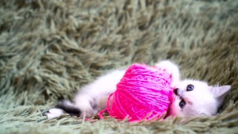 cute white kitten playing with pink ball of yarn on couch at home