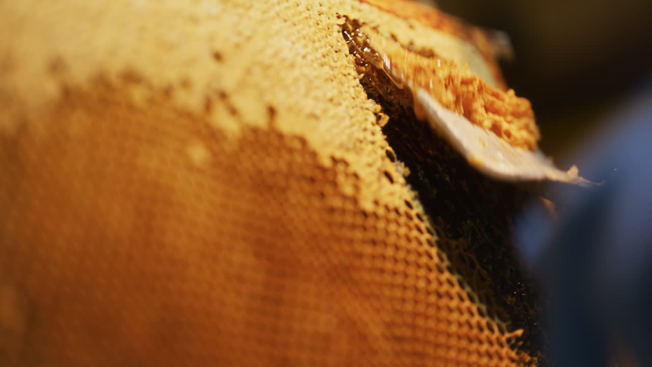 L'apicoltore rimuove la cera e produce miele