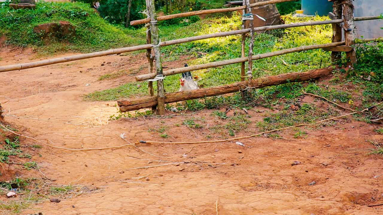 큰 흰색 암탉과 그녀의 작은 병아리가 울타리 뒤의 땅을 긁습니다.