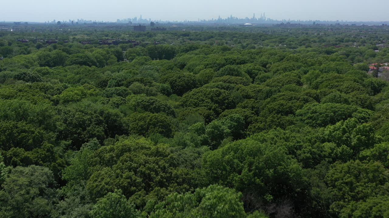 晴れた日、公園の緑豊かな木々の上空からの眺め