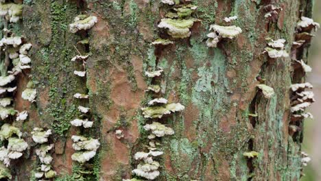 many-zoned polypore bracket fungus growing on a tree trunk