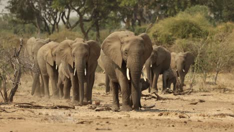 herd of elephants walking towards camera in mapungubwe, south africa