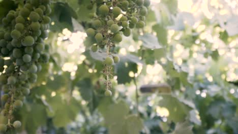 nakręcony w zwolnionym tempie, organiczne drzewo winogronowe, liście i niedojrzałe zielone winogrona w chile