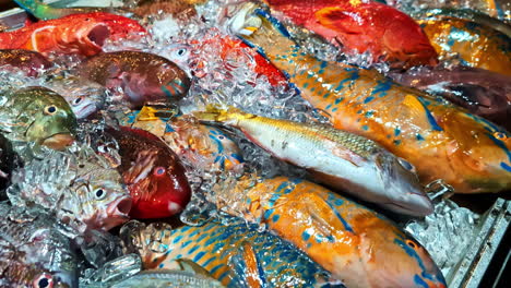 colorful fresh reef fish on ice display at night market in lombok near bali