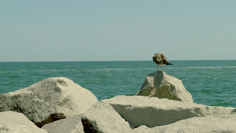 seagull perched on a rock by the ocean with clear blue skies in the background
