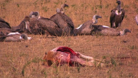 Eine-Herde-Geier-Ruht-Sich-Nach-Dem-Schlemmen-Auf-Einem-Kadaver-Aus