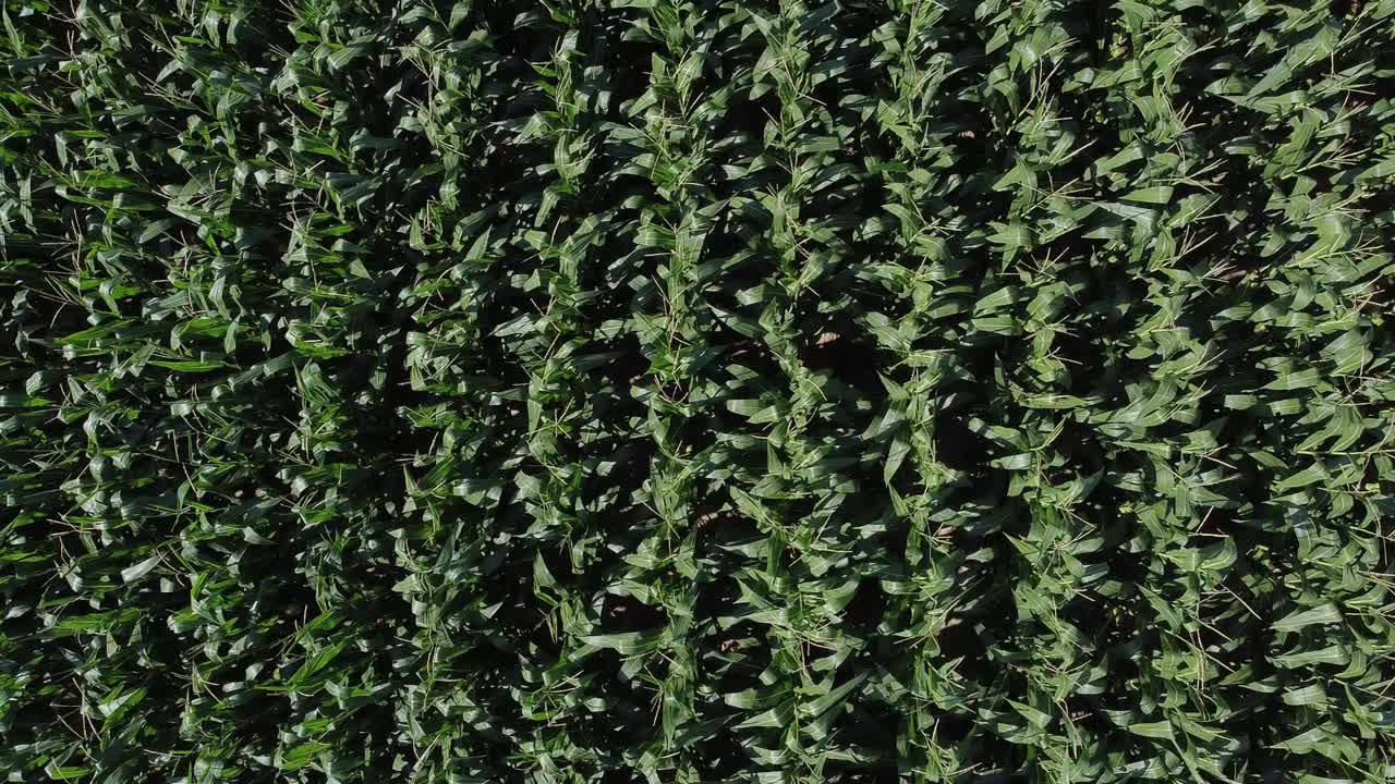 campo de maíz desde arriba, vista de arriba hacia abajo en movimiento