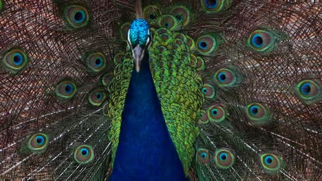 proud male peacock cinematic reveal shot scene vibrant colourful feather design