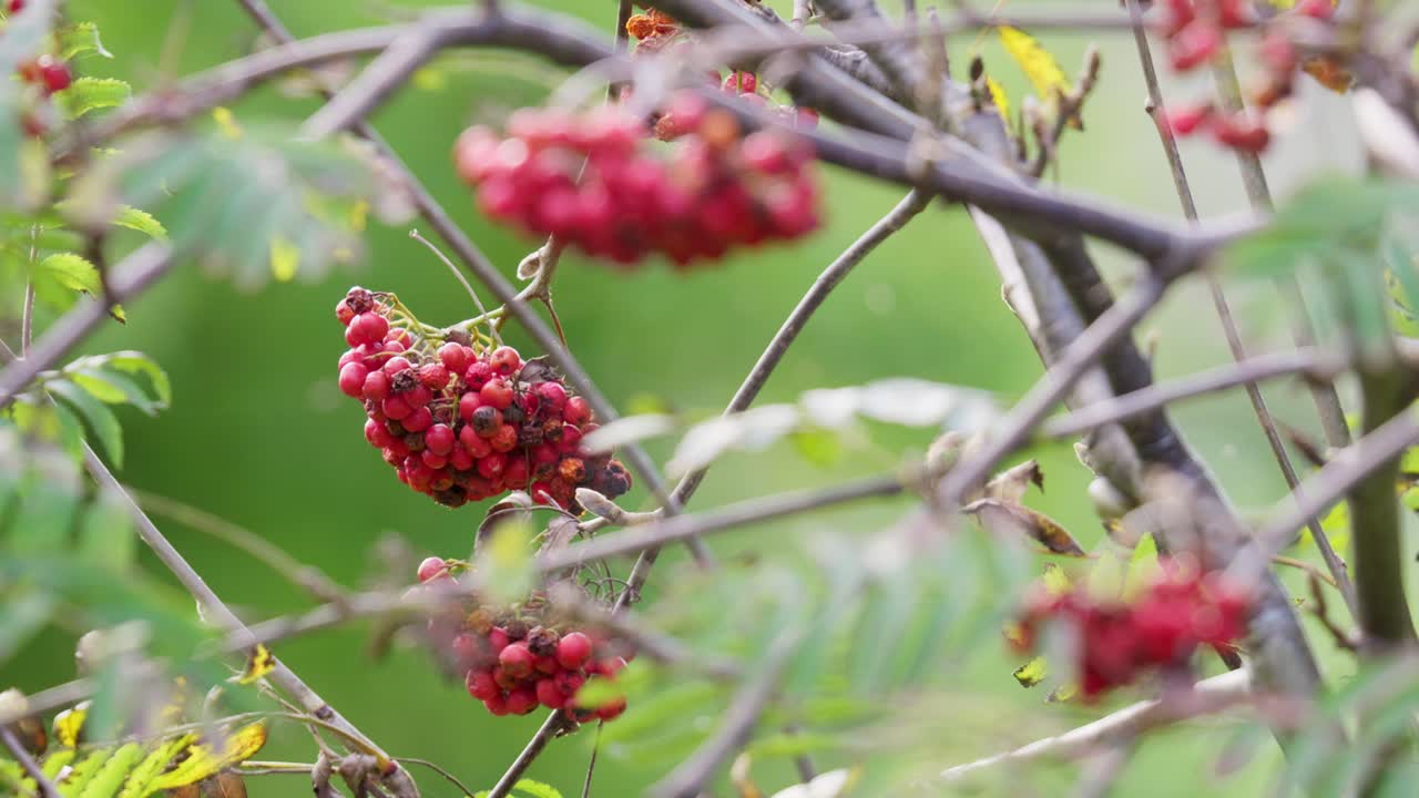 In the sun's embrace, video reveals ripe Rowan berries&mdash;a mystical, witch-repelling tree, fortune teller, and jam supplier, cherished by wildlife in woods and towns