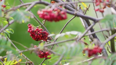In the sun&#039;s embrace, video reveals ripe Rowan berries&mdash;a mystical, witch-repelling tree, fortune teller, and jam supplier, cherished by wildlife in woods and towns