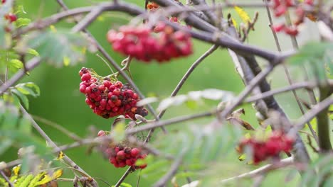 en el abrazo del sol, el video revela las bayas maduras de rowan un árbol místico, repelente de brujas, adivino y proveedor de mermelada, apreciado por la vida silvestre en los bosques y ciudades