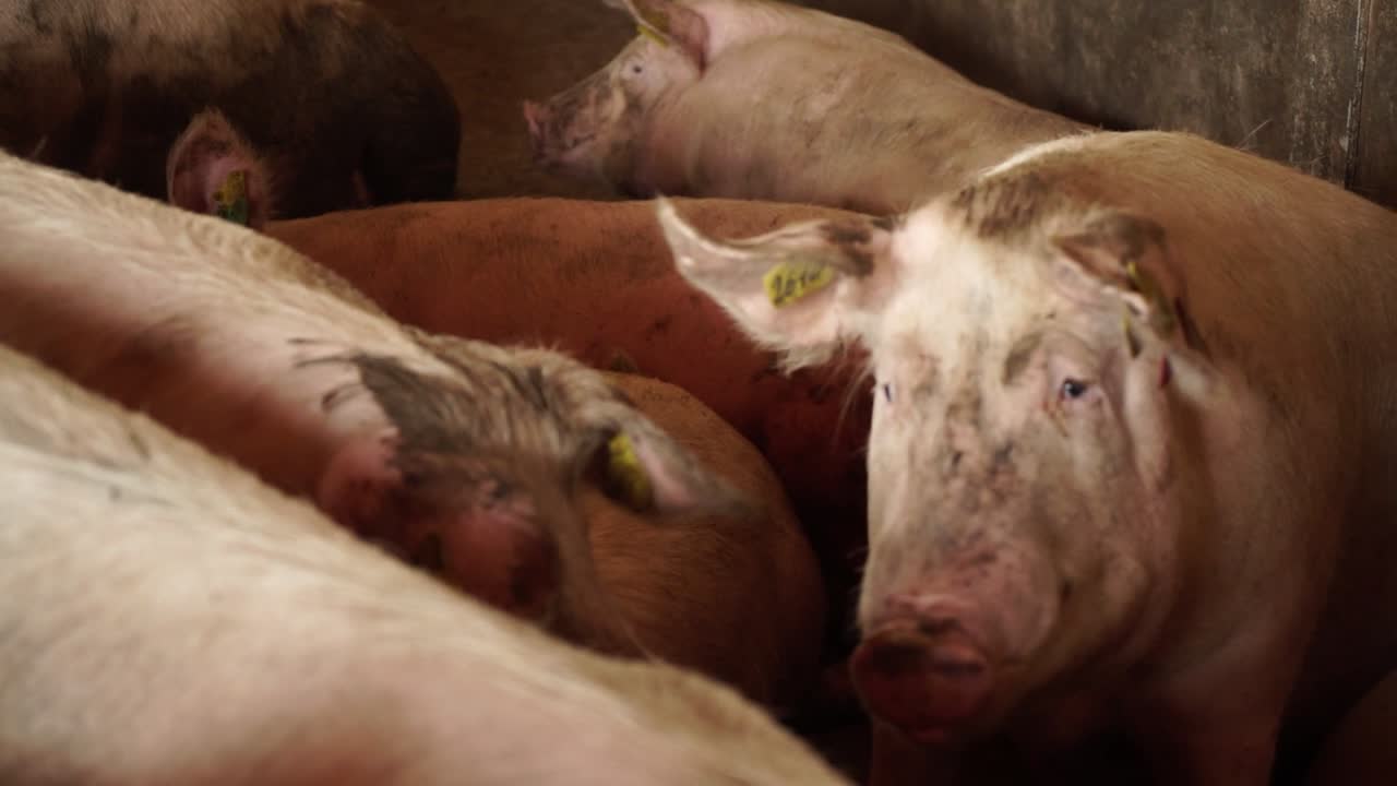 Heavy pigs moving in dirty room of piggery in daylight