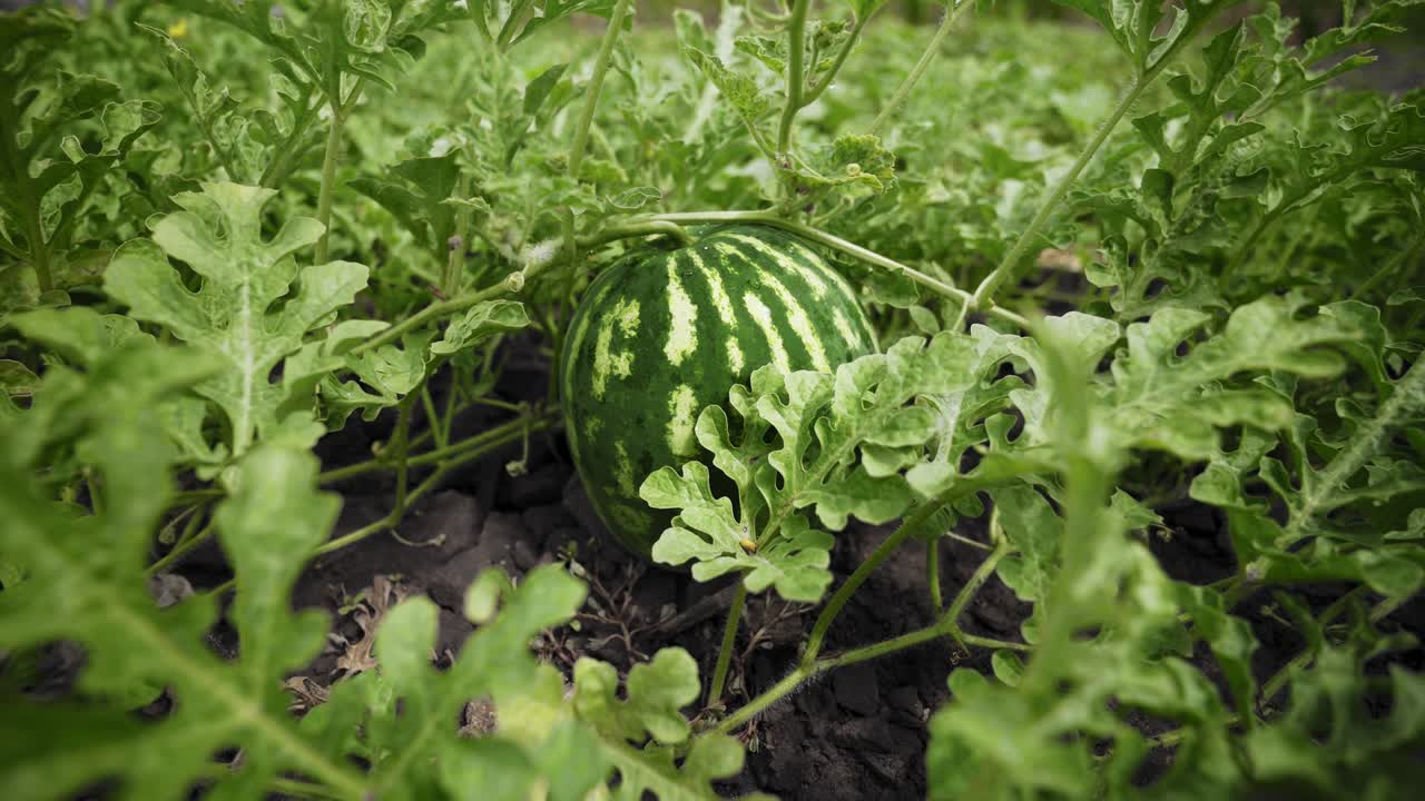 sandía en una planta en el jardín. gran bayas maduras. cosecha de sandías. tiempo de cosecha.