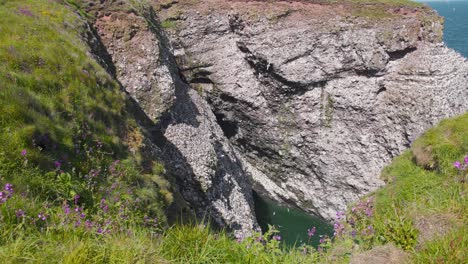 Seabird-colony-flying-below-grassy-Fowlsheugh-cliffs-in-Scotland