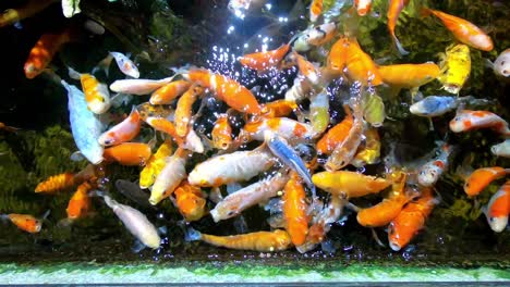 Niño-Pequeño-Alimentando-Coloridos-Peces-Tropicales-En-El-Acuario