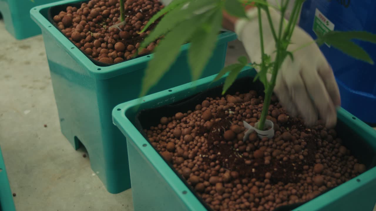 Piante di cannabis in un sistema idroponico